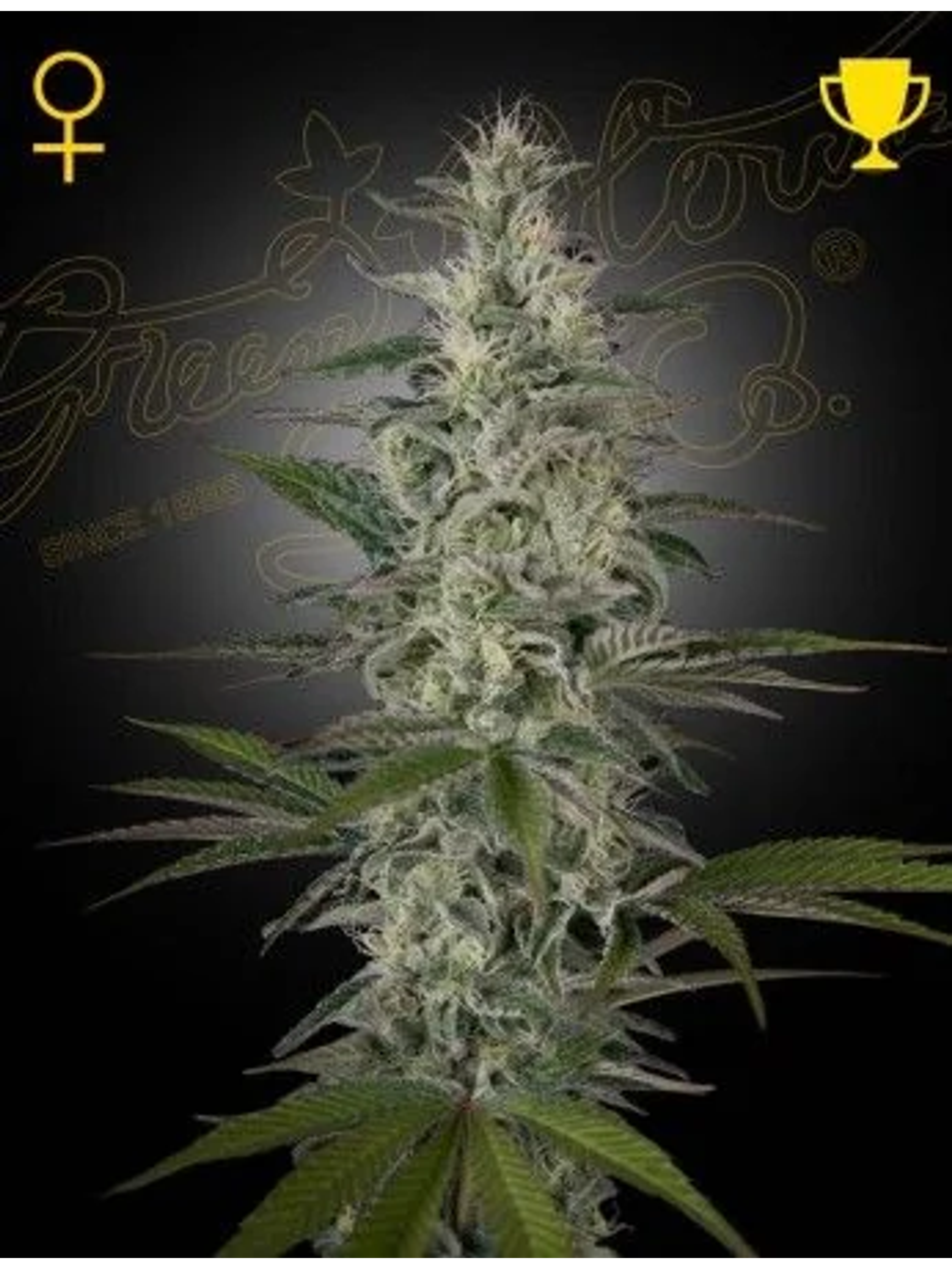 Hawaiian Snow Fem X3 -Green House 1