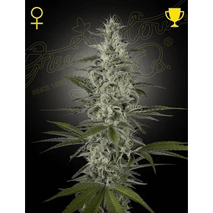 HAWAIIAN SNOW FEM X3 -GREEN HOUSE