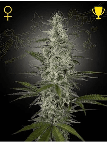 HAWAIIAN SNOW FEM X3 -GREEN HOUSE 1