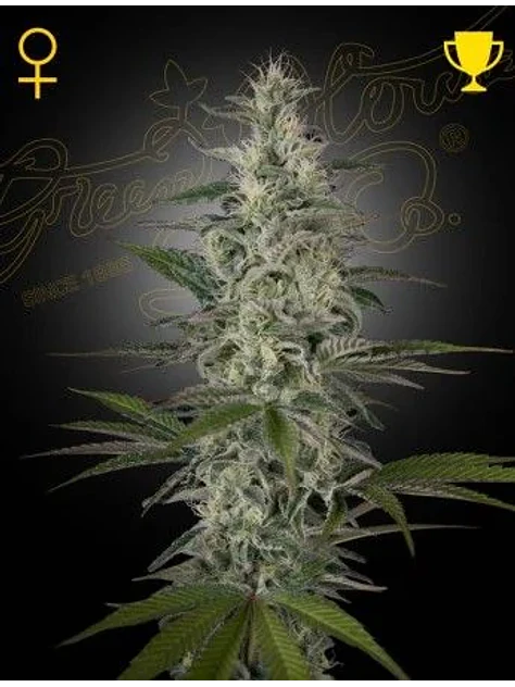 Hawaiian Snow Fem X3 -Green House 1