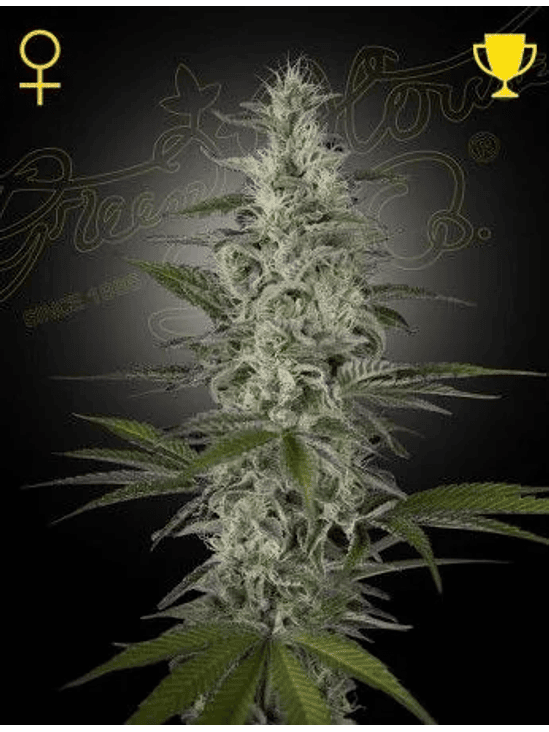 HAWAIIAN SNOW FEM X3 -GREEN HOUSE 1