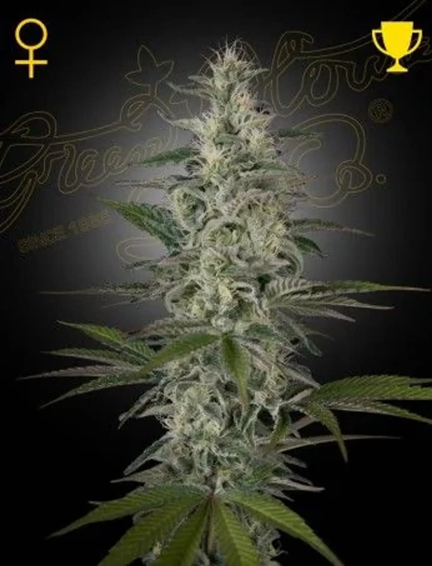 Hawaiian Snow Fem X3 -Green House 1