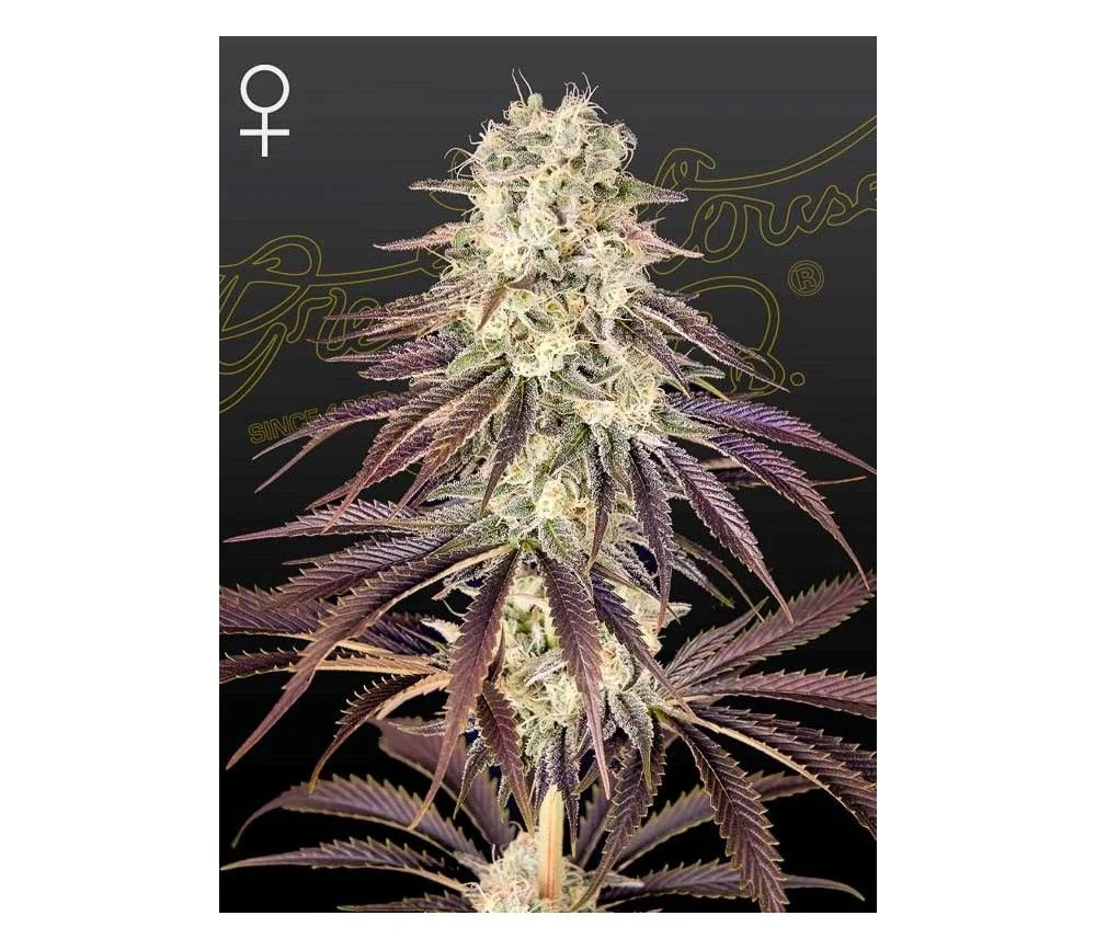 Kongs Krush Fem X3 -Green House 1