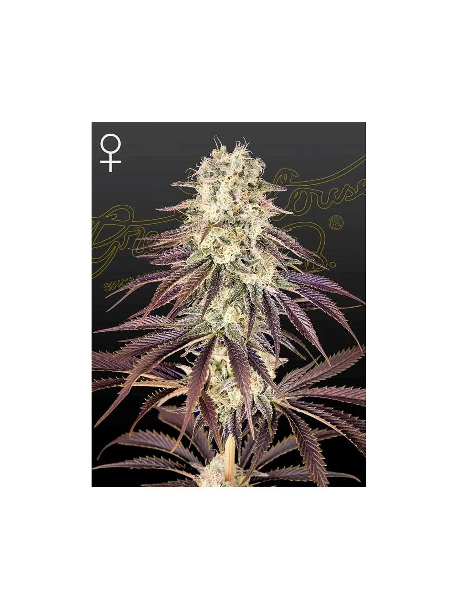 Kongs Krush Fem X3 -Green House 1