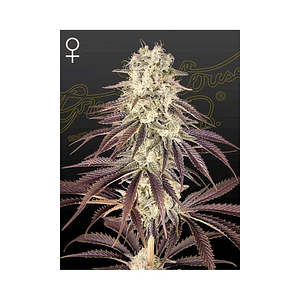 Kongs Krush Fem X3 -Green House