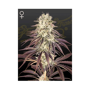 KONGS KRUSH FEM X3 -GREEN HOUSE