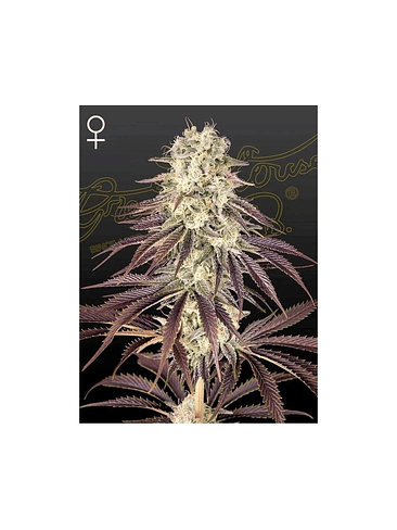 KONGS KRUSH FEM X3 -GREEN HOUSE 1