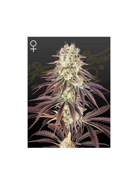 Kongs Krush Fem X3 -Green House 1