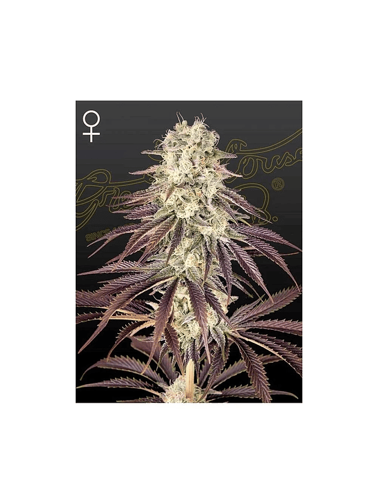 KONGS KRUSH FEM X3 -GREEN HOUSE 1