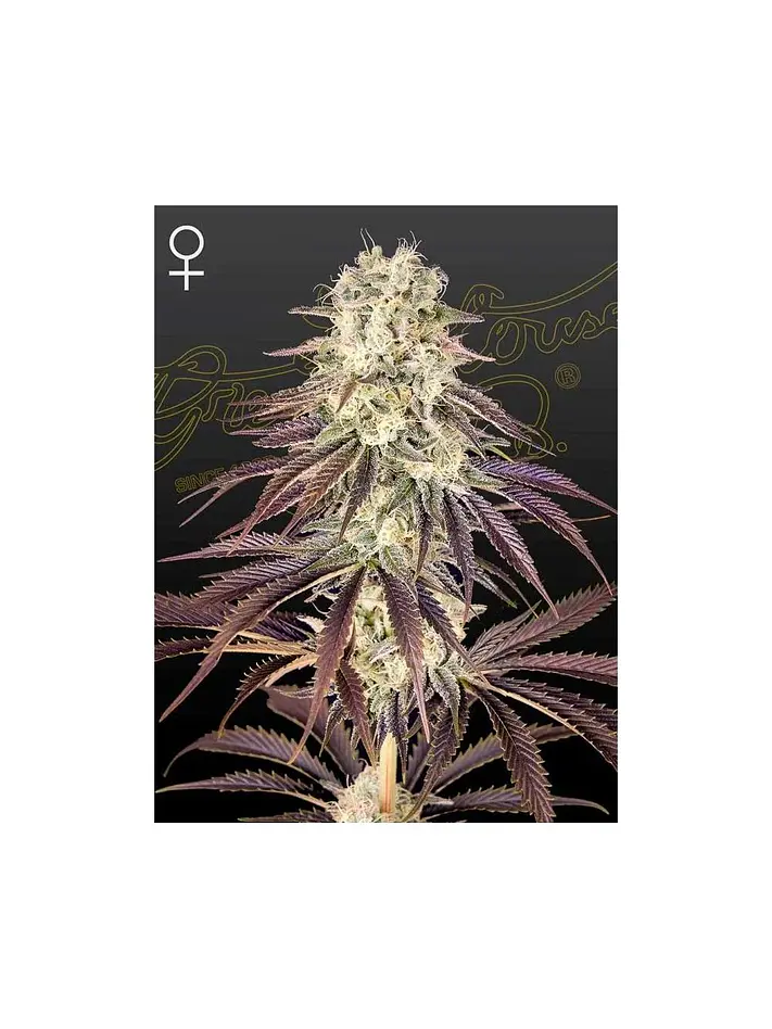 Kongs Krush Fem X3 -Green House 1