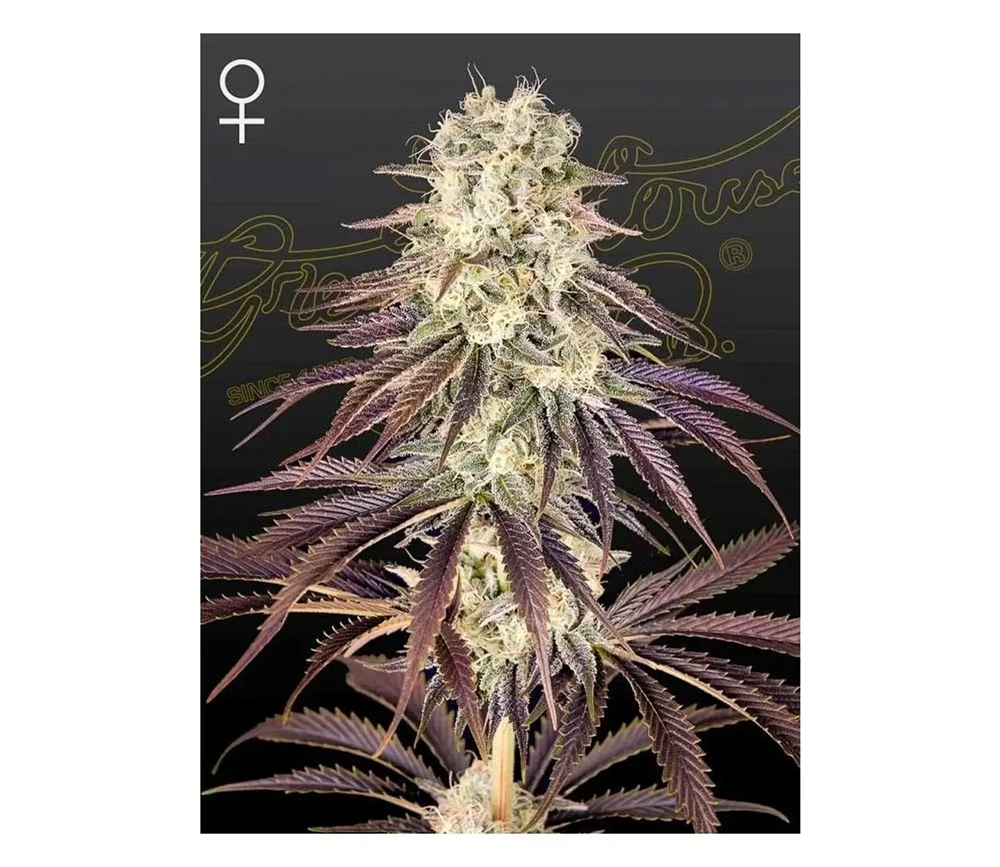 Kongs Krush Fem X3 -Green House 1