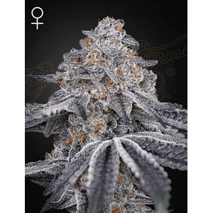 Velvet Moon Fem X3 -Green House