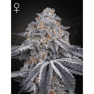 VELVET MOON FEM X3 -GREEN HOUSE