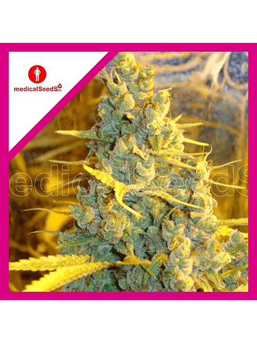 1024 FEM X3+2-MEDICAL SEEDS 1