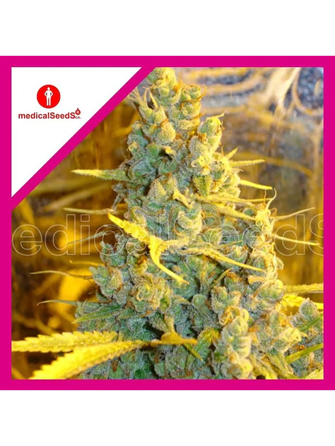 1024 Fem X3+2-Medical Seeds 1