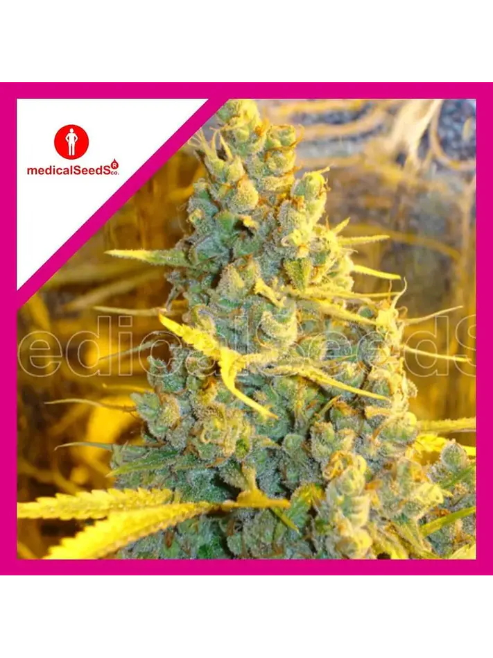 1024 Fem X3+2-Medical Seeds 1