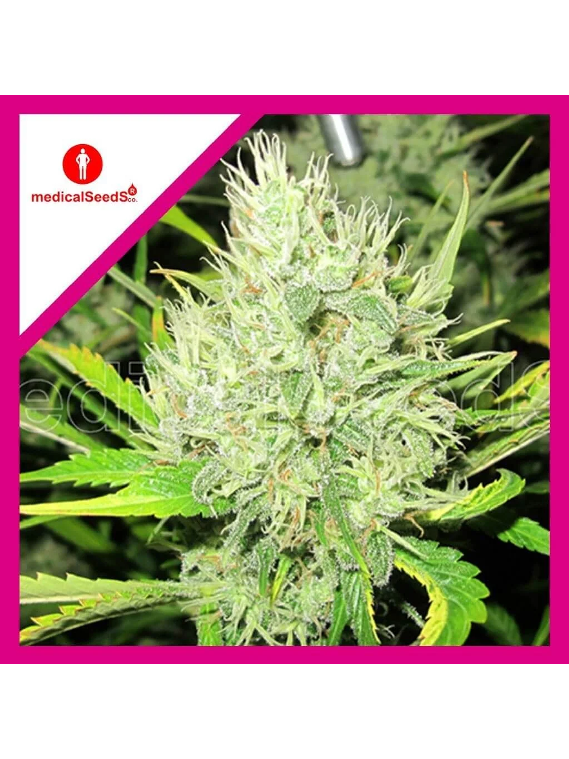 2046 Fem X3+2-Medical Seeds 1