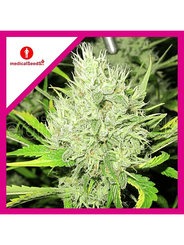 2046 FEM X3+2-MEDICAL SEEDS 1