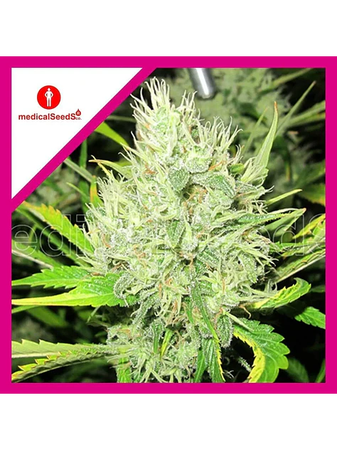 2046 Fem X3+2-Medical Seeds 1