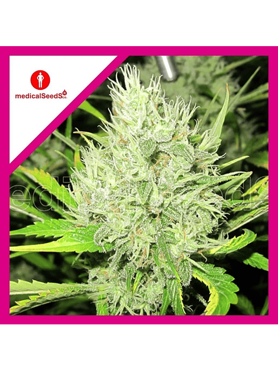 2046 FEM X3+2-MEDICAL SEEDS 1