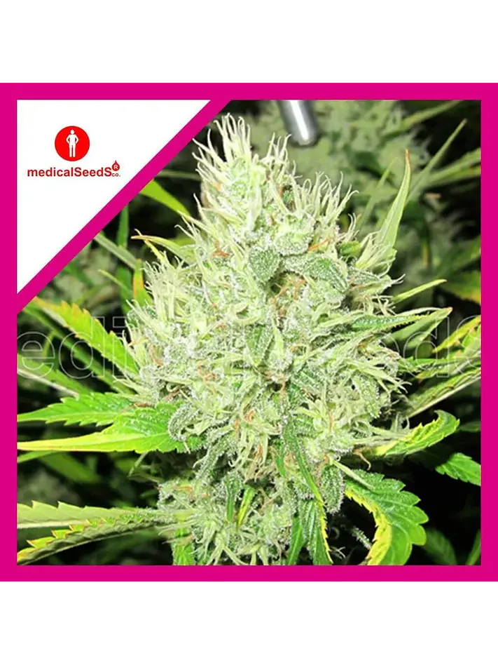 2046 Fem X3+2-Medical Seeds 1