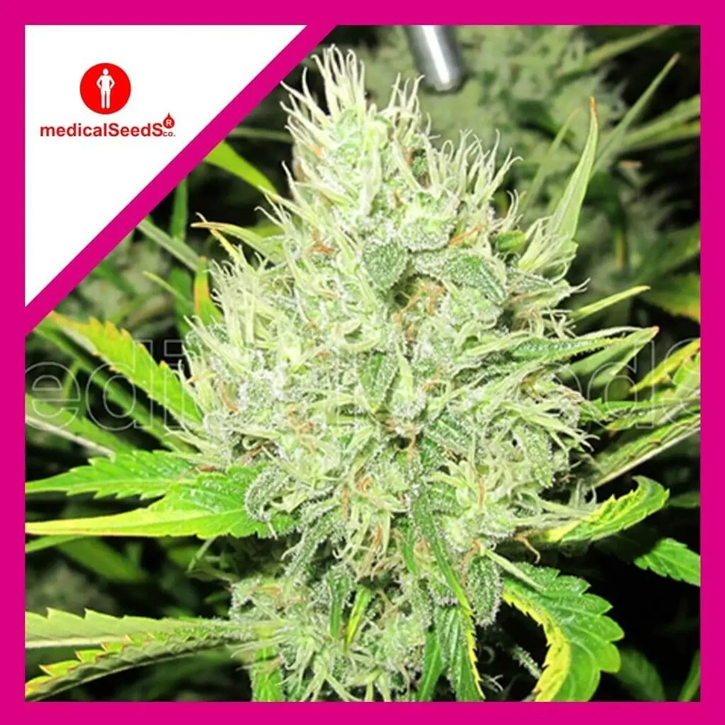 2046 Fem X3+2-Medical Seeds 1