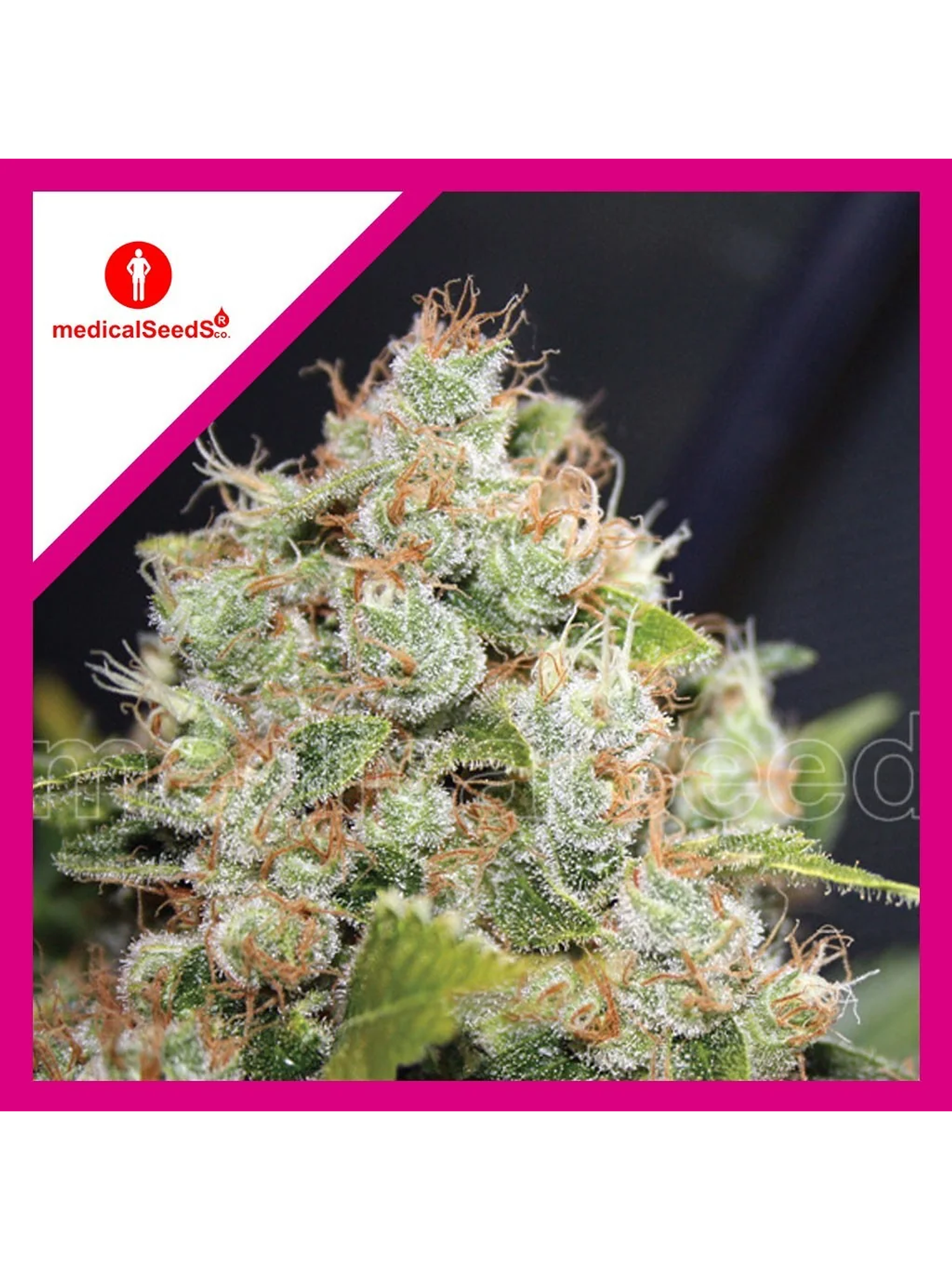 Bcn Sour Diesel Fem X3+2-Medical Seeds 1