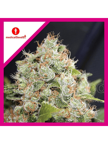 BCN SOUR DIESEL FEM X3+2-MEDICAL SEEDS 1