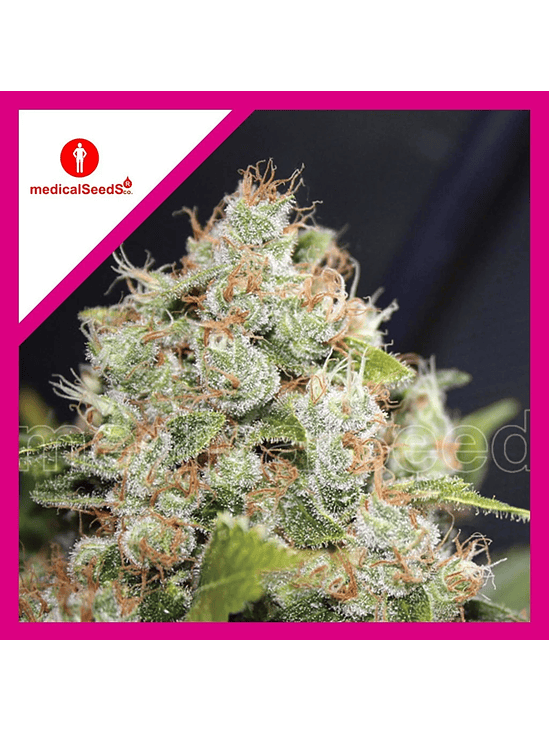 BCN SOUR DIESEL FEM X3+2-MEDICAL SEEDS 1