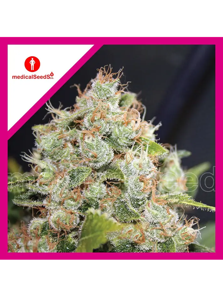 Bcn Sour Diesel Fem X3+2-Medical Seeds 1