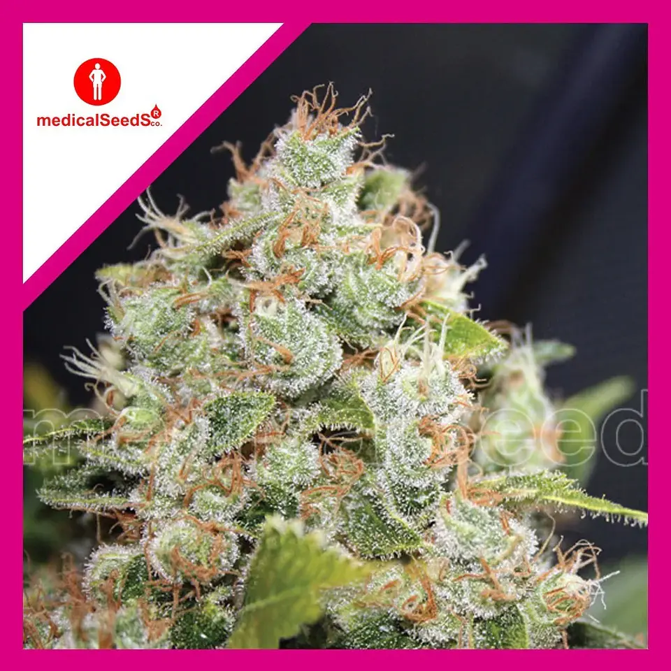 Bcn Sour Diesel Fem X3+2-Medical Seeds 1