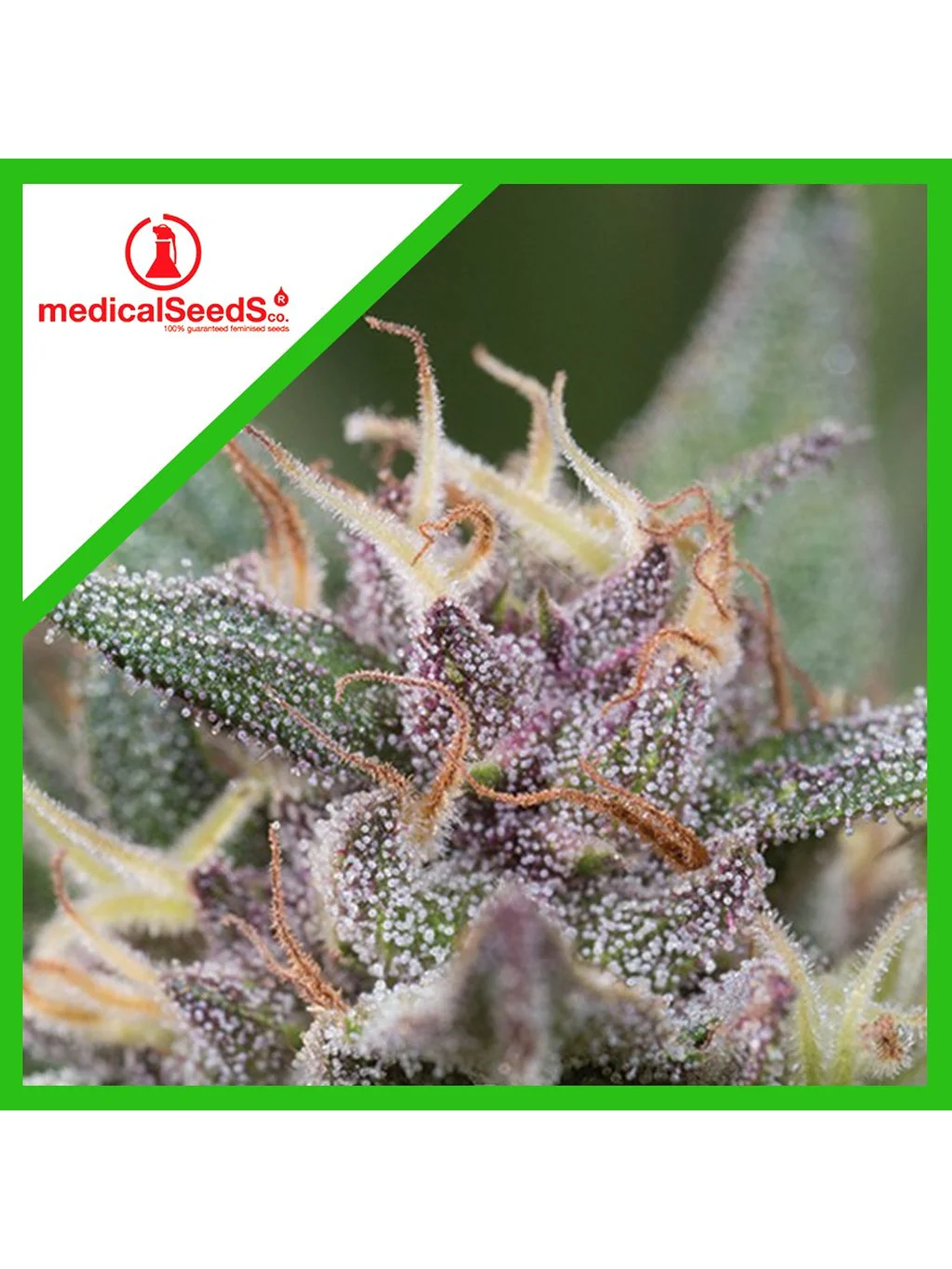 Blue Hell Auto X3+2-Medical Seeds 1