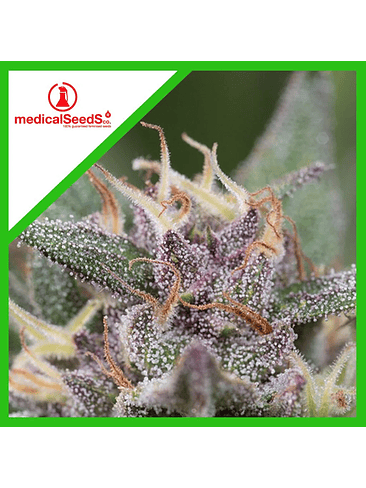 BLUE HELL AUTO X3+2-MEDICAL SEEDS 1