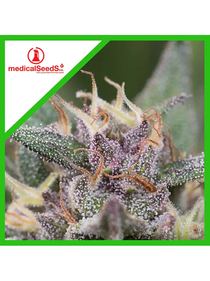 Blue Hell Auto X3+2-Medical Seeds 1