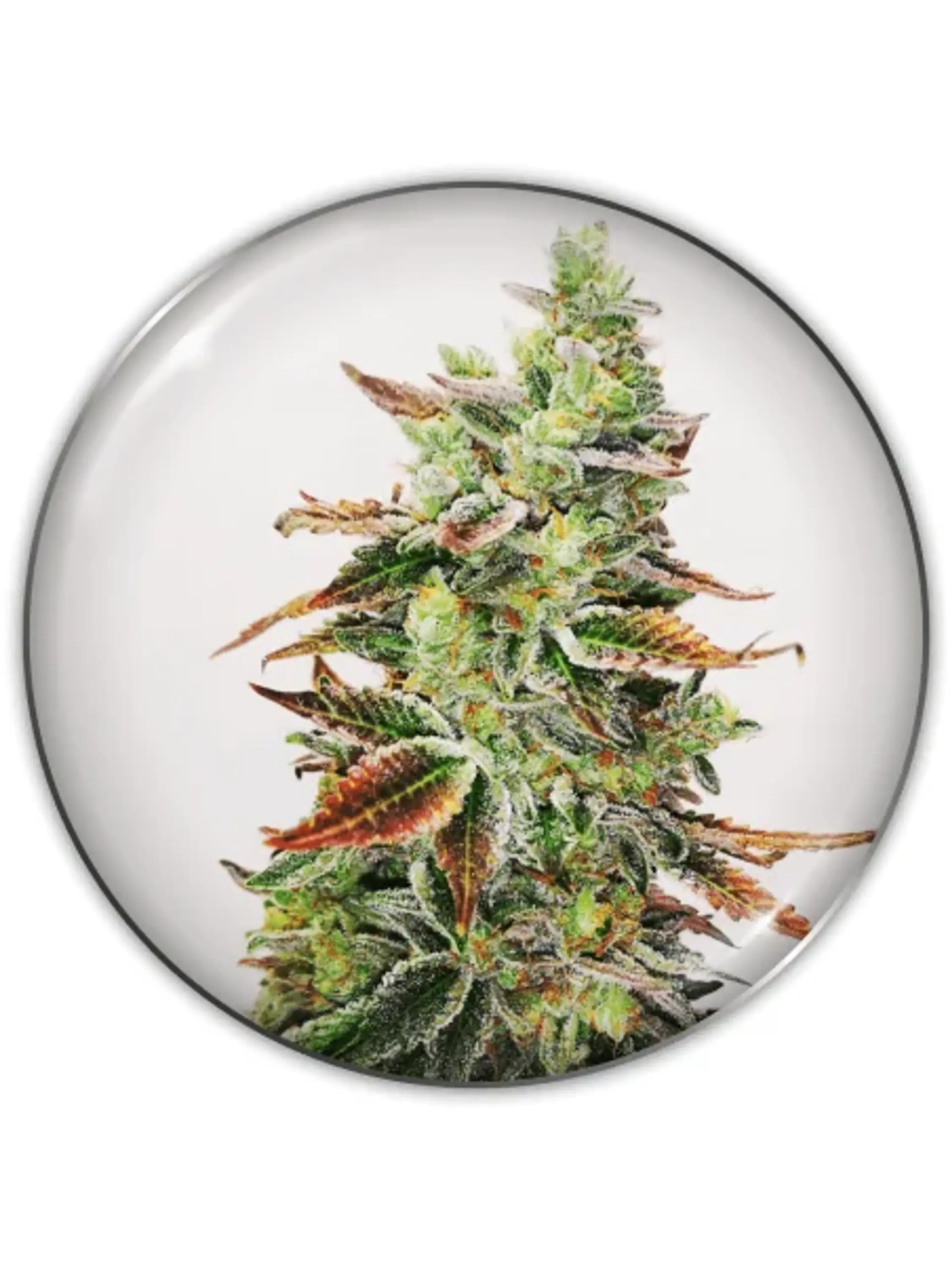 Banana Purp Fem X3-Medical Seeds 1