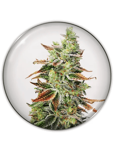 BANANA PURP FEM X3-MEDICAL SEEDS 1