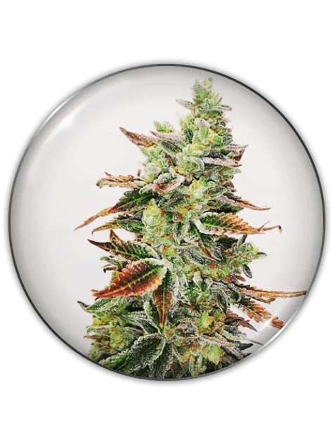Banana Purp Fem X3-Medical Seeds 1
