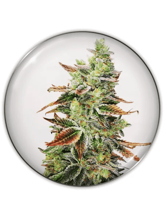 BANANA PURP FEM X3-MEDICAL SEEDS 1