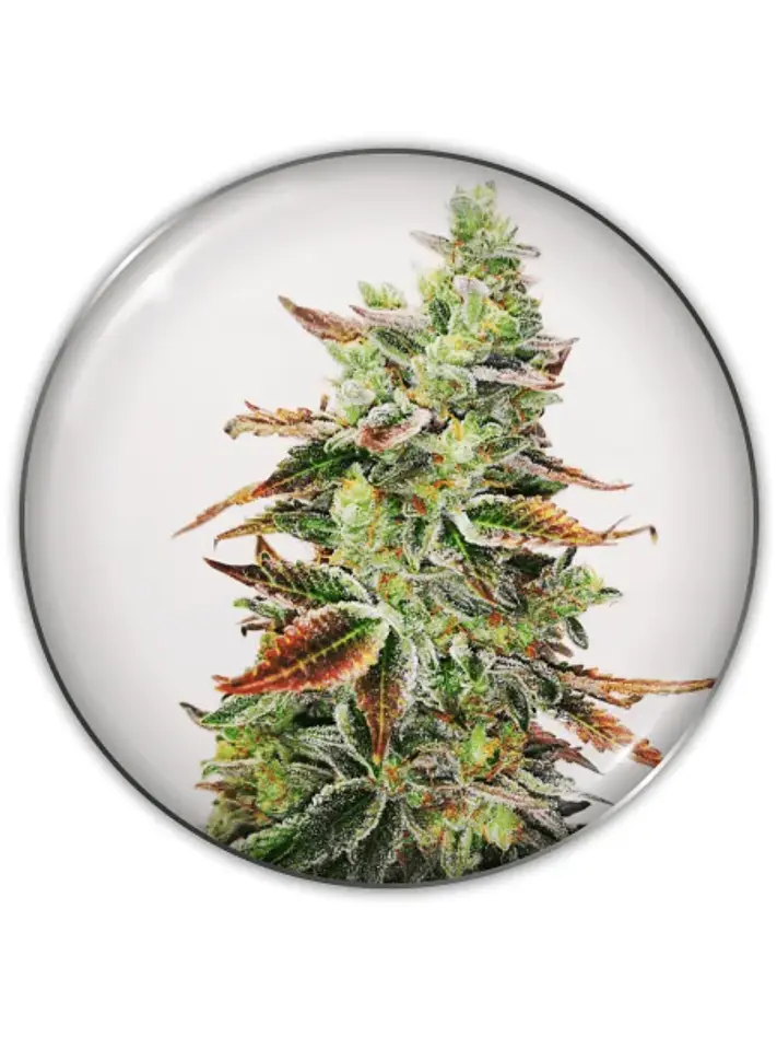 Banana Purp Fem X3-Medical Seeds 1