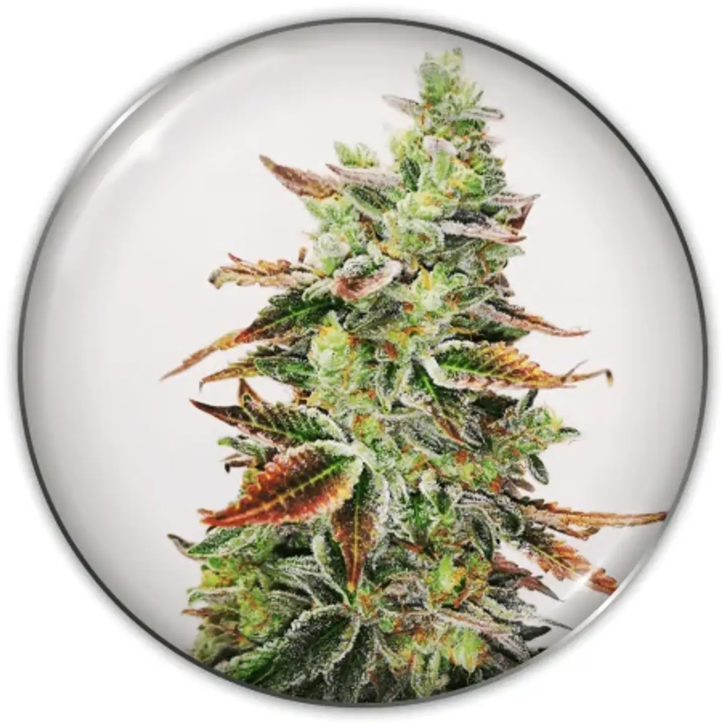Banana Purp Fem X3-Medical Seeds 1