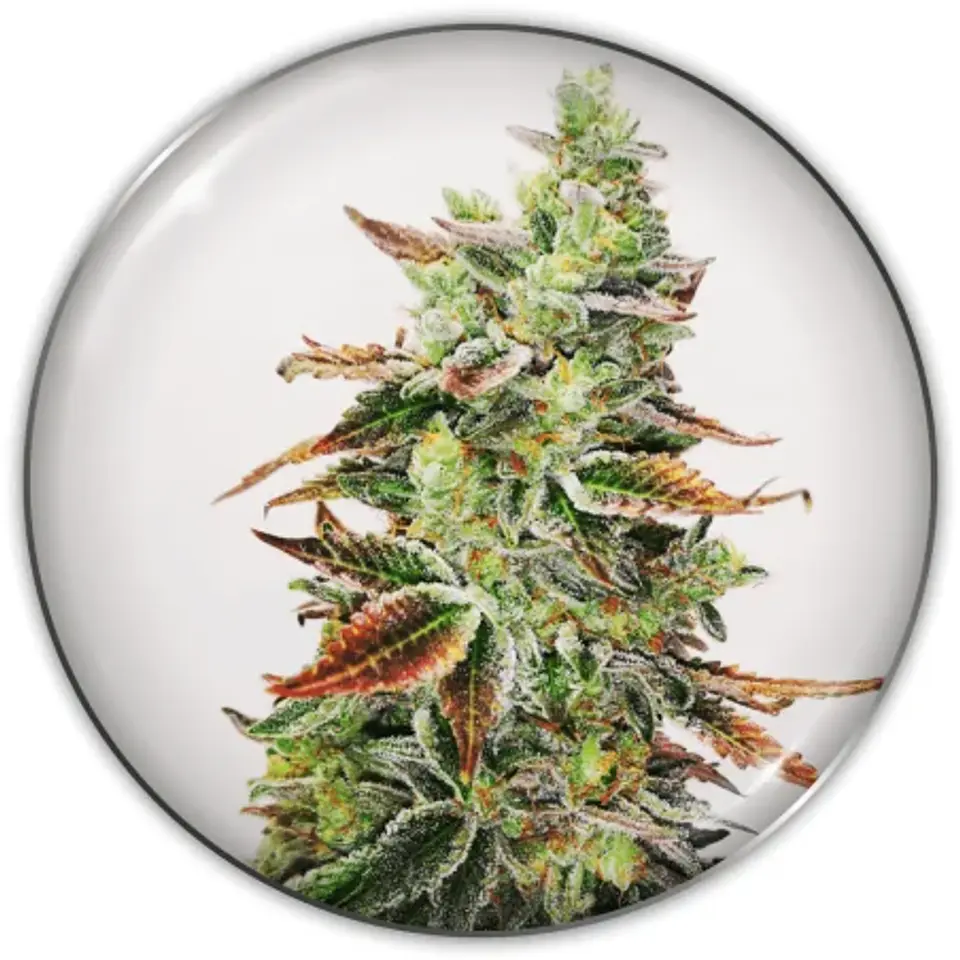 Banana Purp Fem X3-Medical Seeds 1