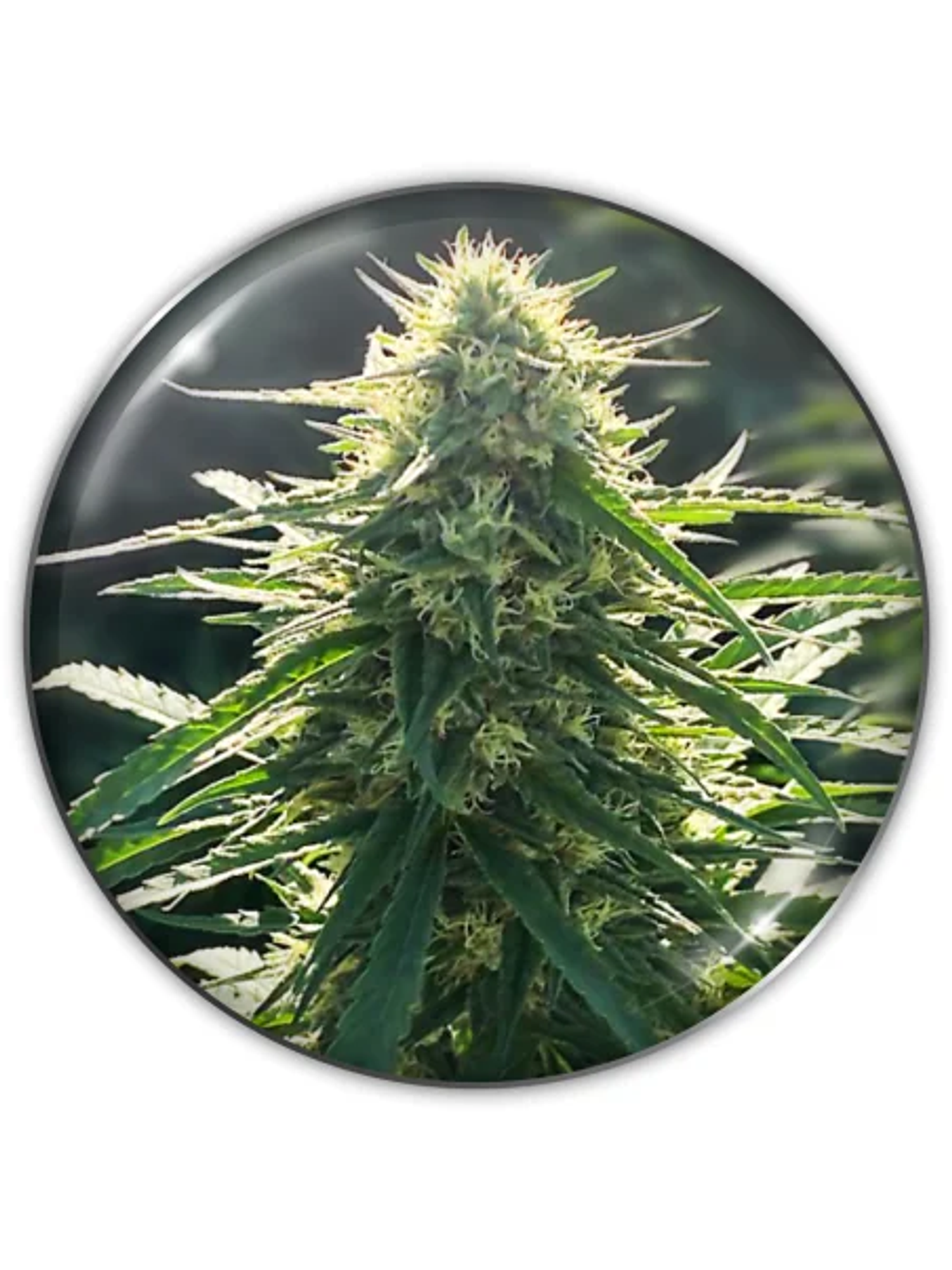 Biorelief Cbd X3-Medical Seeds 1