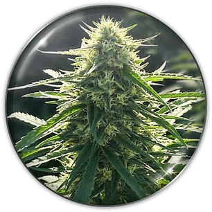 BIORELIEF CBD X3-MEDICAL SEEDS