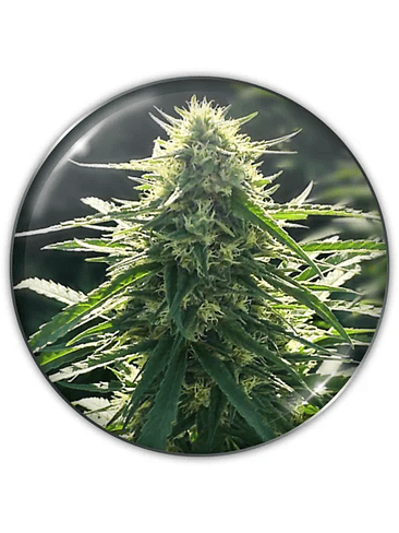 BIORELIEF CBD X3-MEDICAL SEEDS 1
