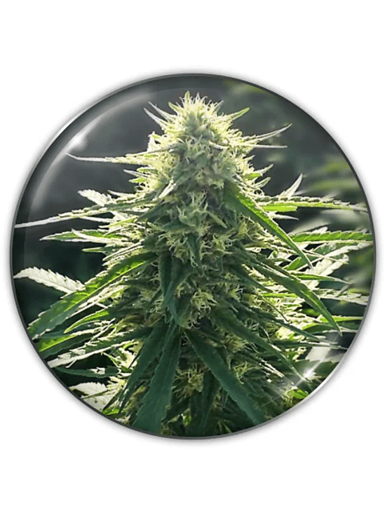 BIORELIEF CBD X3-MEDICAL SEEDS 1