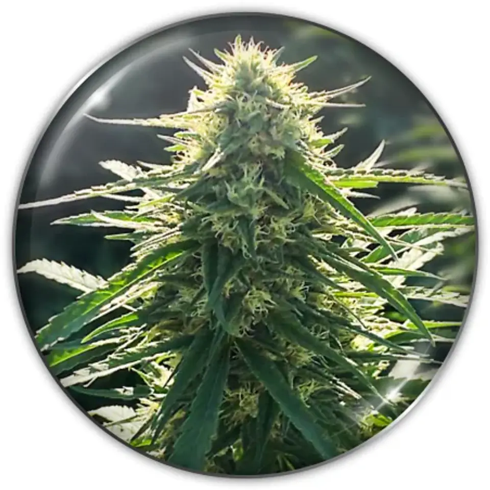 Biorelief Cbd X3-Medical Seeds 1