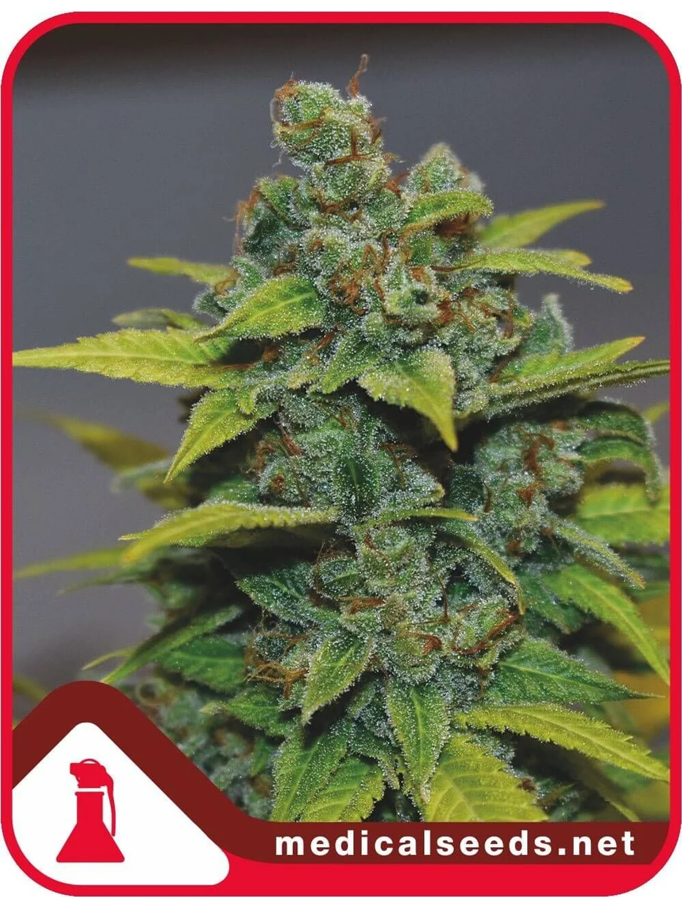 Banana Zkittlez Fem X3+2-Medical Seeds 1