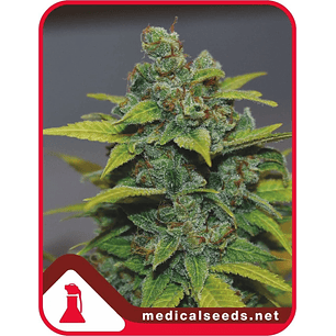 BANANA ZKITTLEZ FEM X3+2-MEDICAL SEEDS