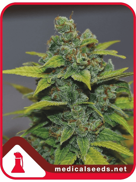 BANANA ZKITTLEZ FEM X3+2-MEDICAL SEEDS 1