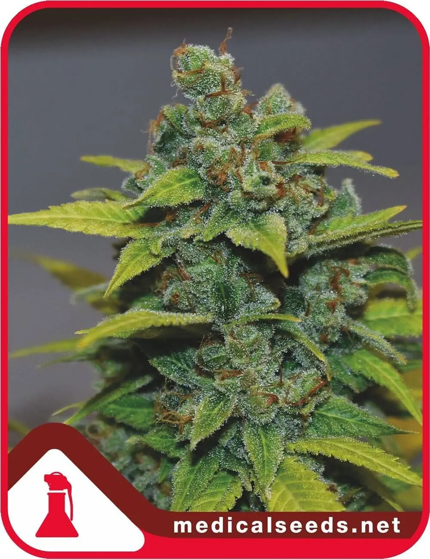Banana Zkittlez Fem X3+2-Medical Seeds 1